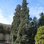 Le sequoie di Roccavione (CN) - foto di M. Adamo
